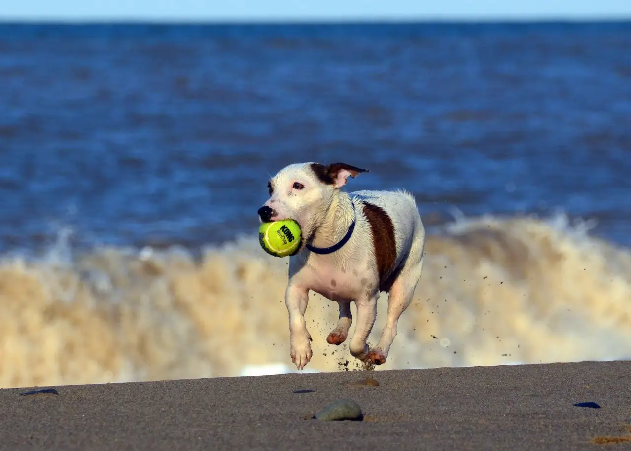 A Jack Russell terrier running out of the surf with a tennis ball in its mouth