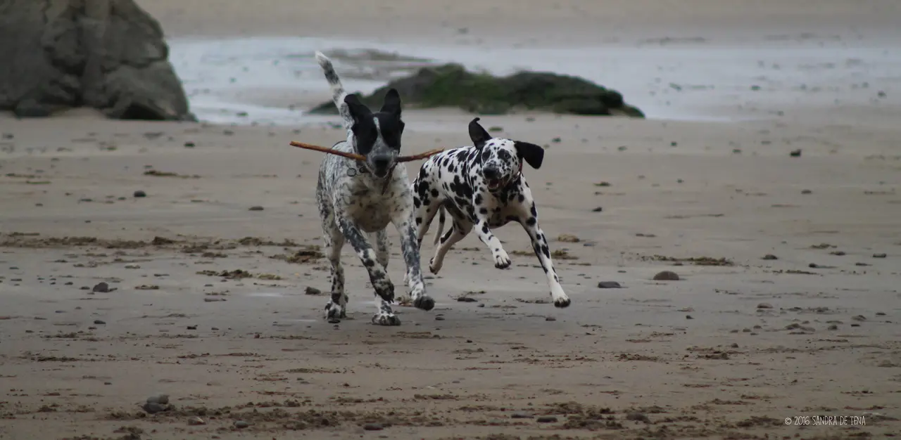 Two spotted dogs running side by side along a beach, both holding the same stick
