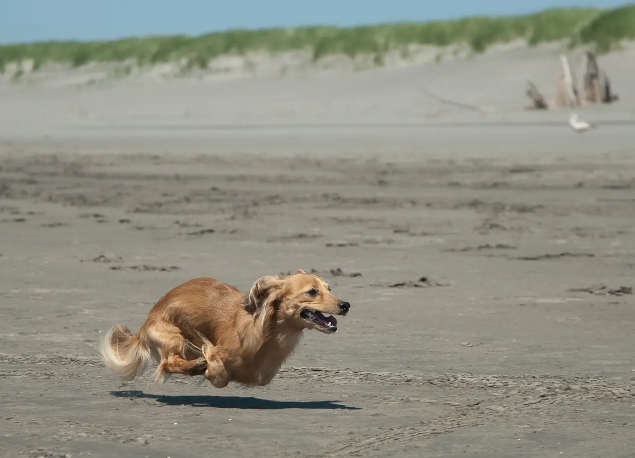 A long-haired dachshund running flat out across wet sand, ears flying