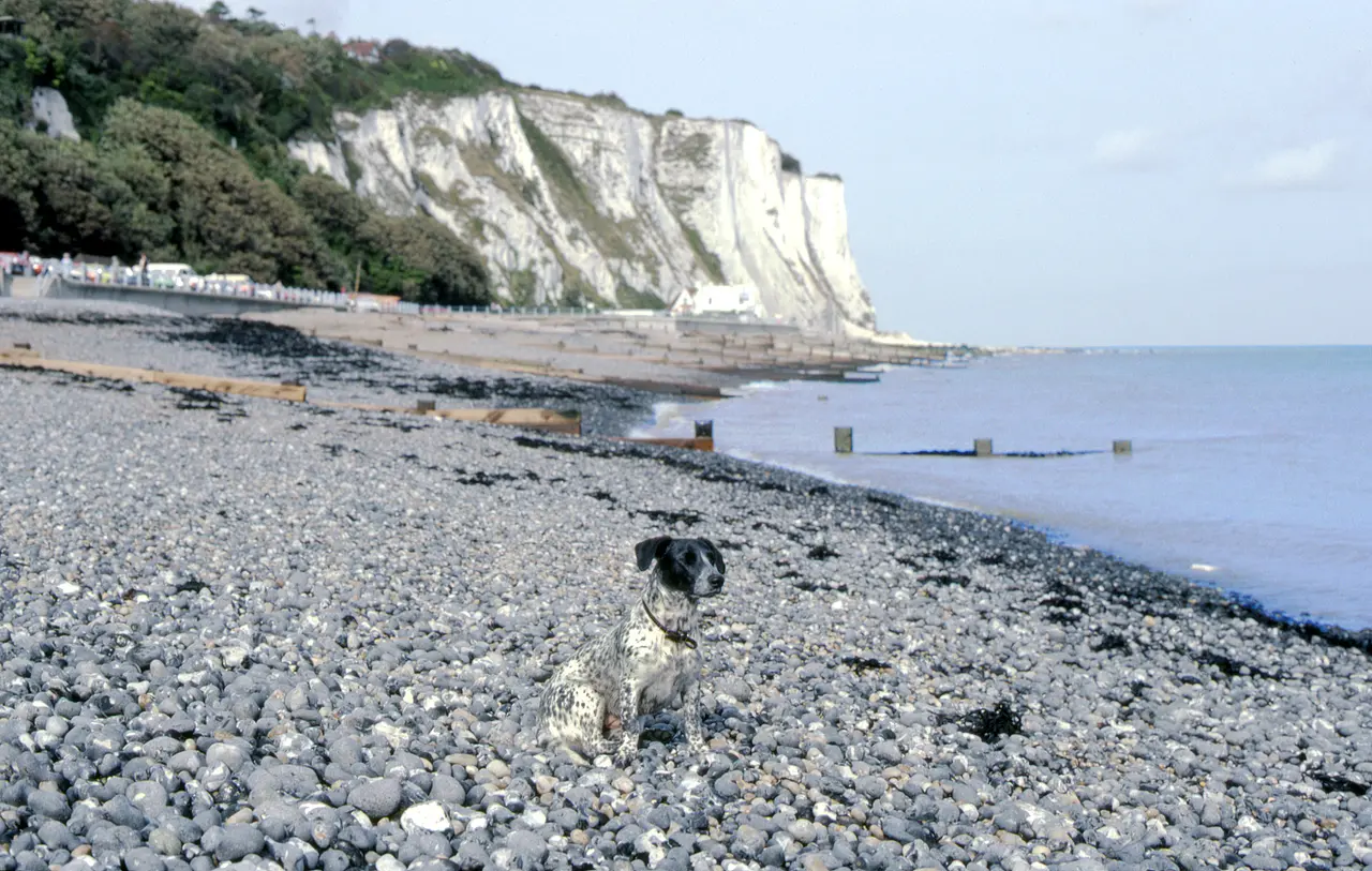 A black and white spaniel sitting on the shingle at St Margaret's Bay, with the white cliffs of Dover behind