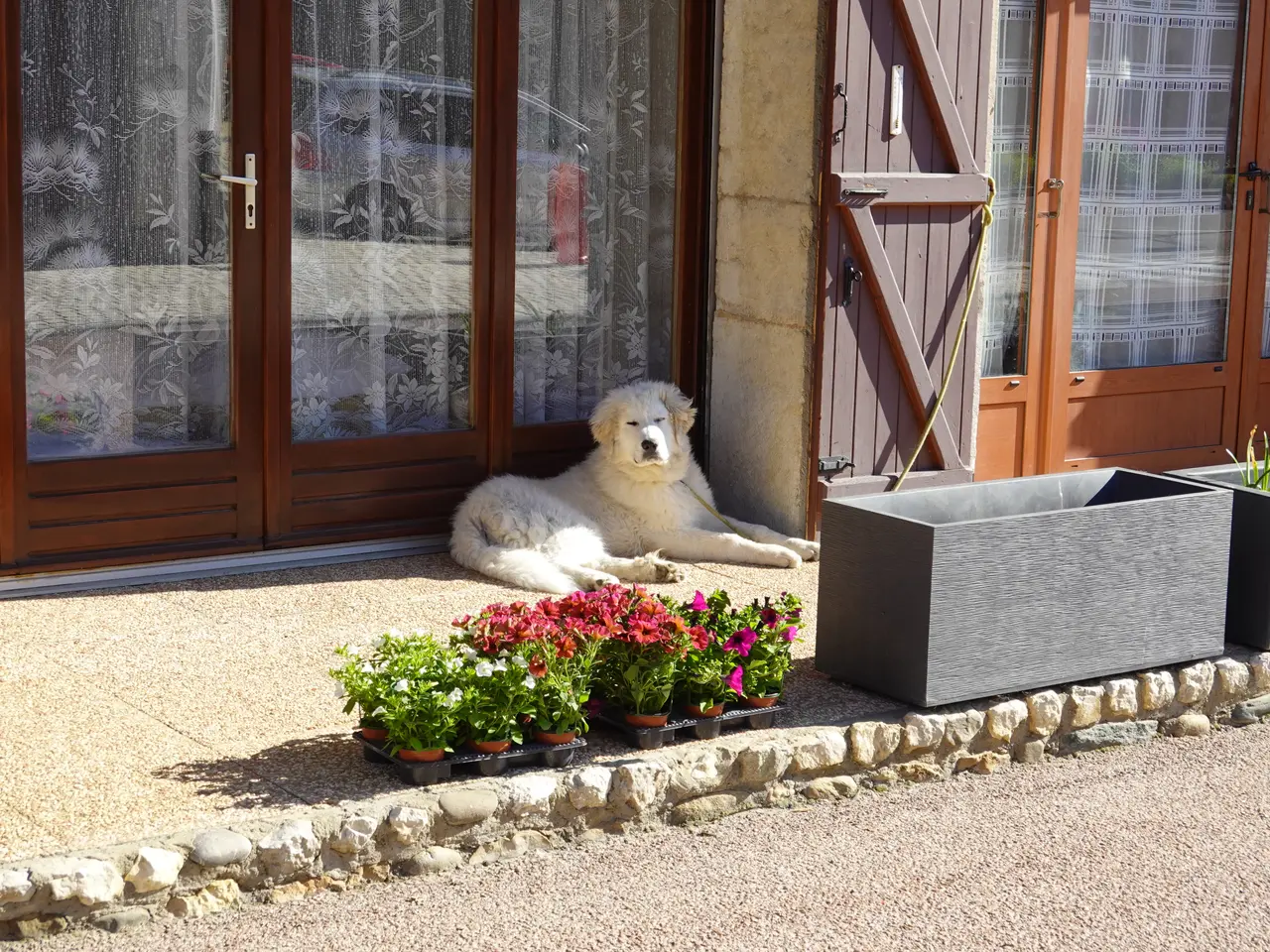 A big white dog lying in the sun on a doorstep beside pots of flowers in the French village of Éloise