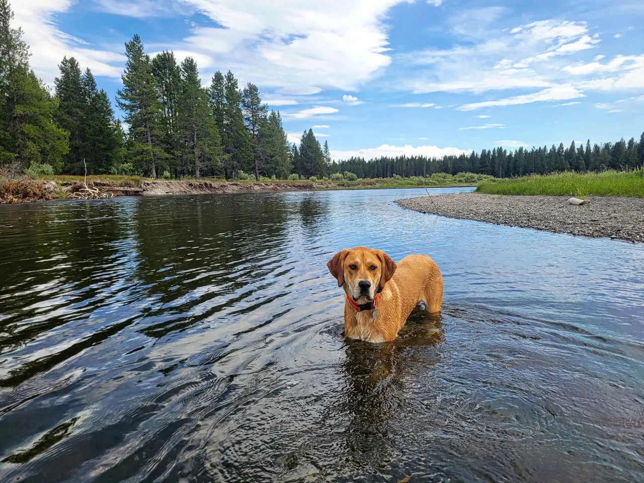 A floppy-eared golden dog wading in a clear river with pine trees on the bank behind