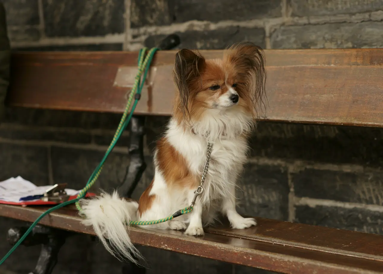 A papillon on a green lead sitting on a wooden bench on a station platform