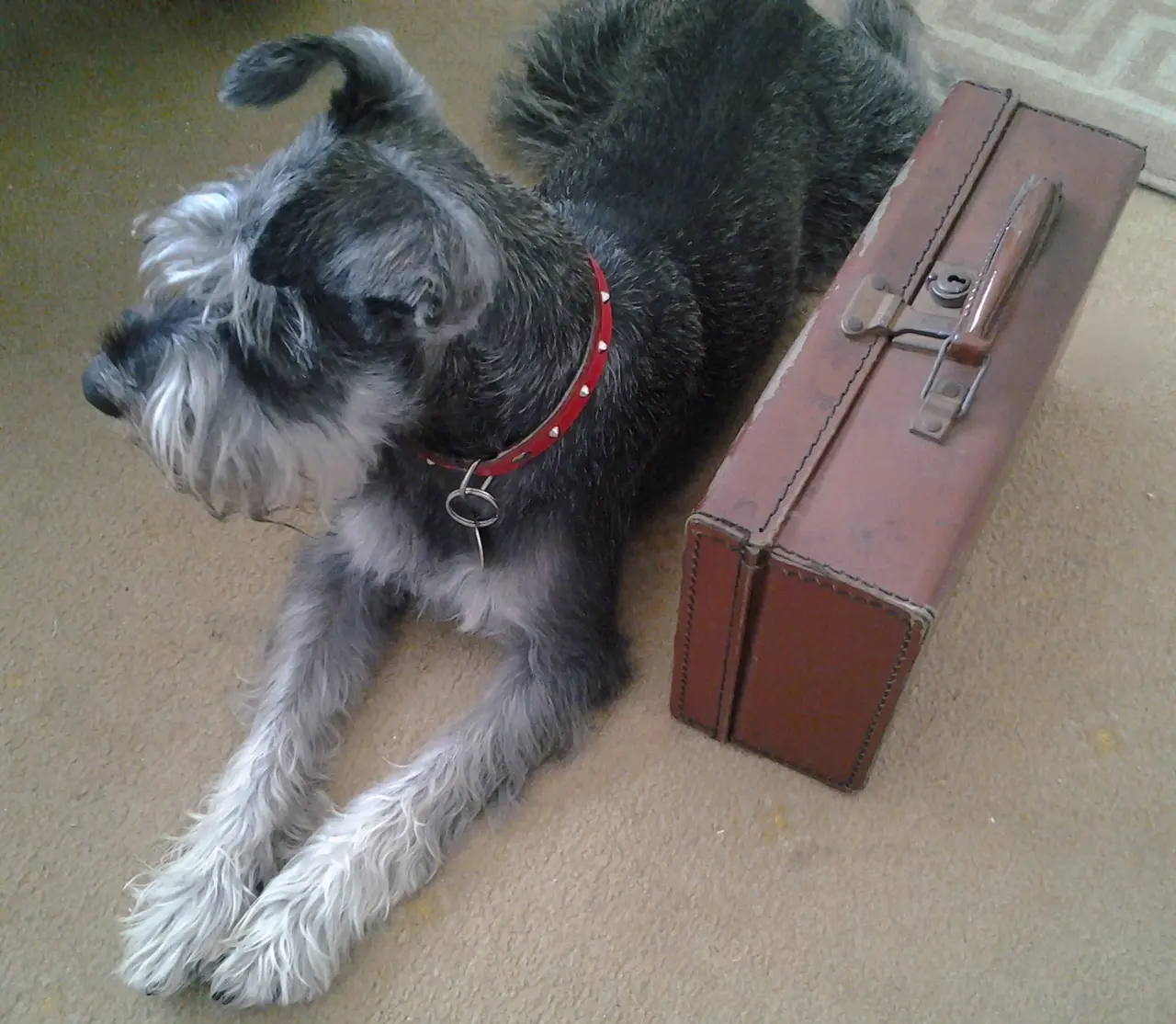 A grey miniature schnauzer with a red collar lying on the floor beside an old brown suitcase