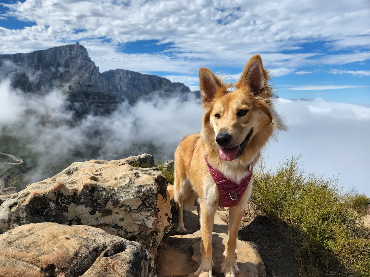 A sandy-coloured dog in a pink harness on a rocky summit, with cloud spilling over the mountains behind