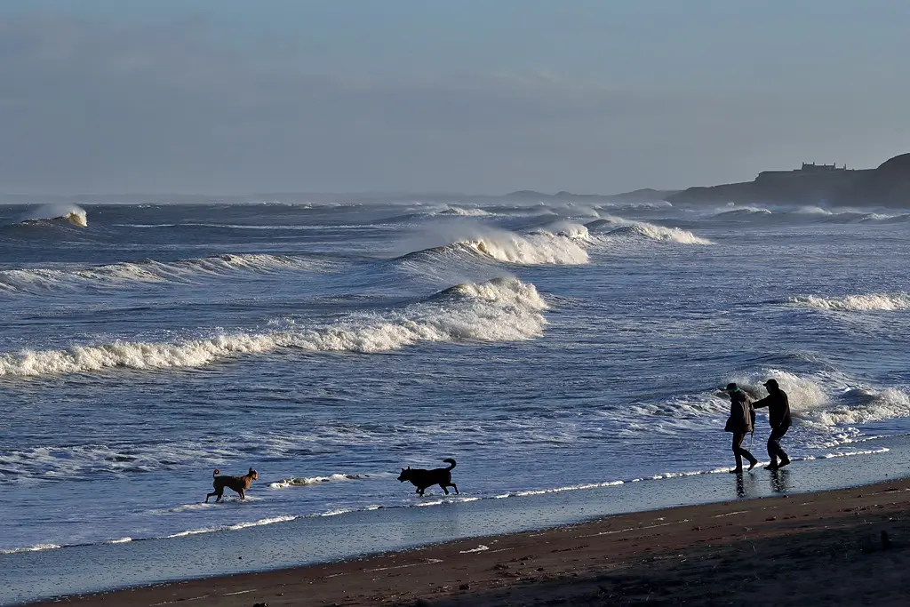 Two dogs running along the water's edge in front of big breaking waves on a north-east beach, with their owners behind