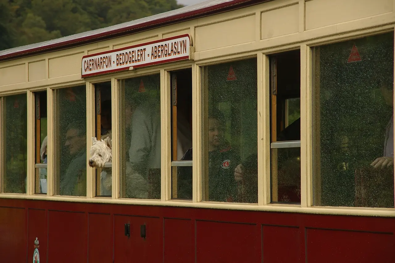 A white terrier looking out of a carriage window on the Welsh Highland Railway, with Caernarfon - Beddgelert - Aberglaslyn on the carriage board