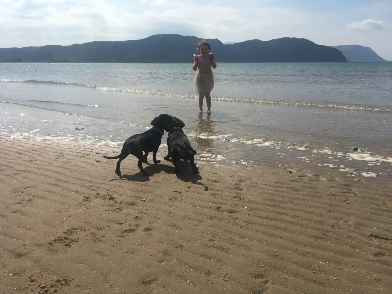 Two black dogs playing at the water's edge on the West Shore while their owner paddles behind, with a long headland across the water