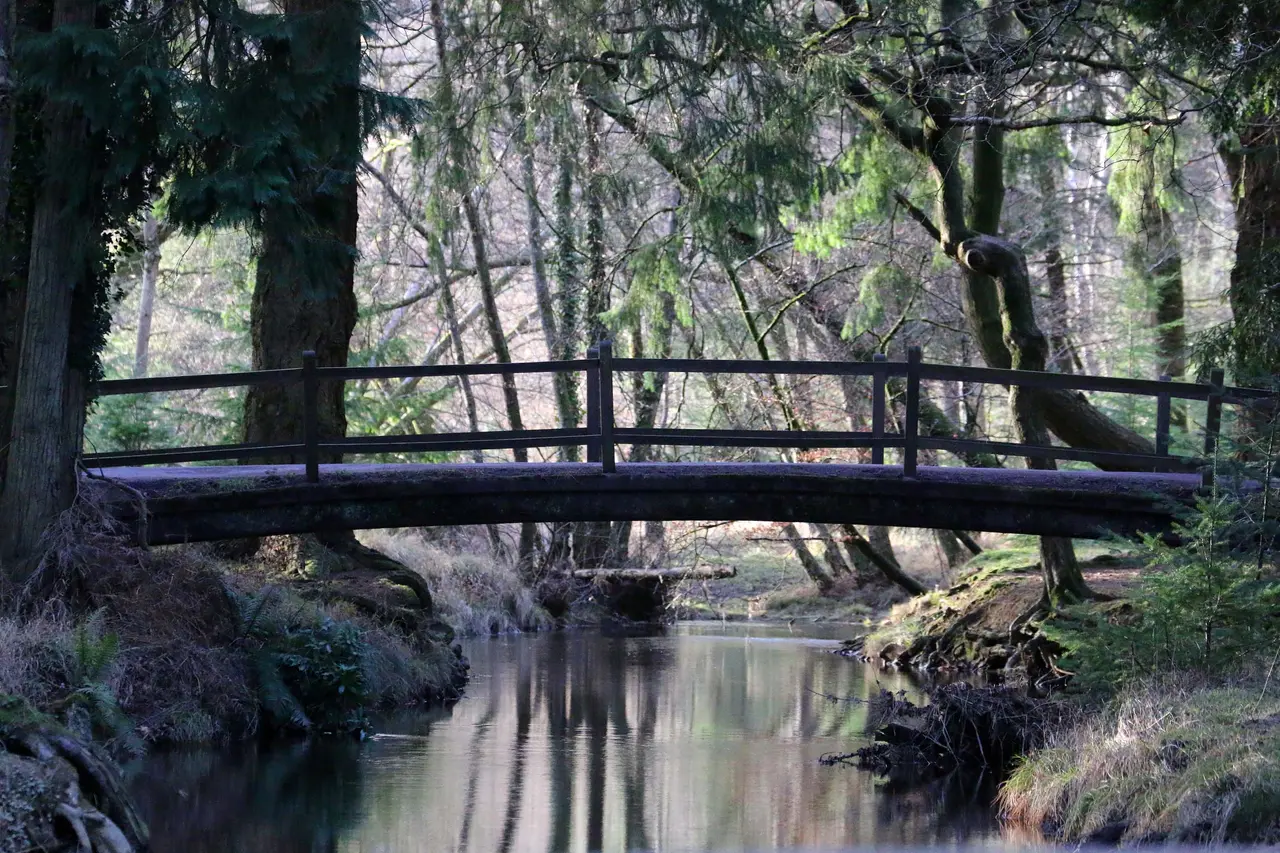A wooden footbridge over the Black Water stream among tall conifers by the Rhinefield Ornamental Drive