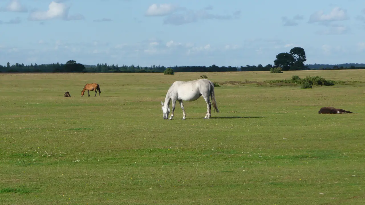 A white New Forest pony grazing on a wide open lawn near Brockenhurst, with more ponies and a line of trees behind under a blue sky