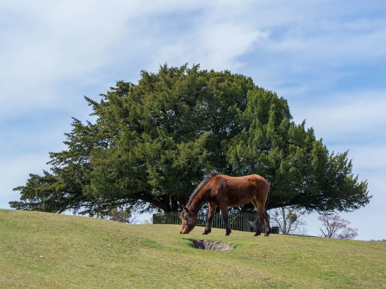 A brown pony grazing on the grassy slope of Bolton's Bench in Lyndhurst, below a large dark yew tree